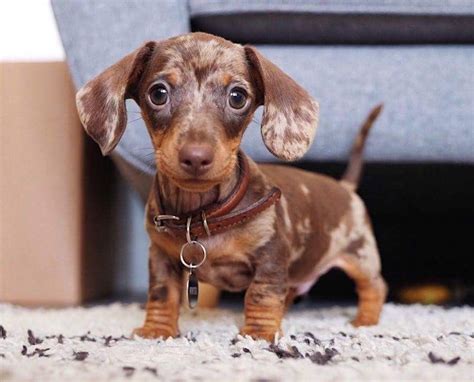 funny pictures of weenie dogs|cute weenie dogs.